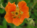 50+ EXTRA LARGE TANGERINE ORANGE GEUM FLOWER SEEDS  / PERENNIAL Flowering Plants
