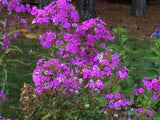 4~Old-Fashioned Garden Phlox, Tall Phlox Garden Plants