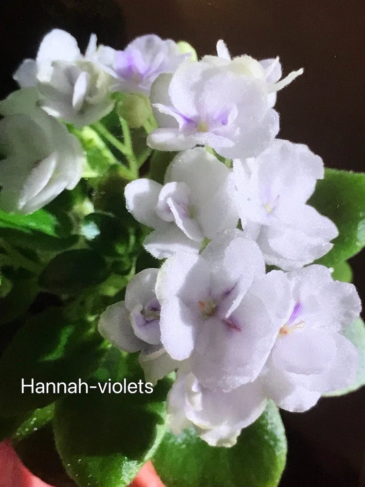 African violet plant with white and pale purple clustered blooms
