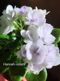 African Violet  Plant ÒJolly OrchidÓ (semi-miniature) Orchids