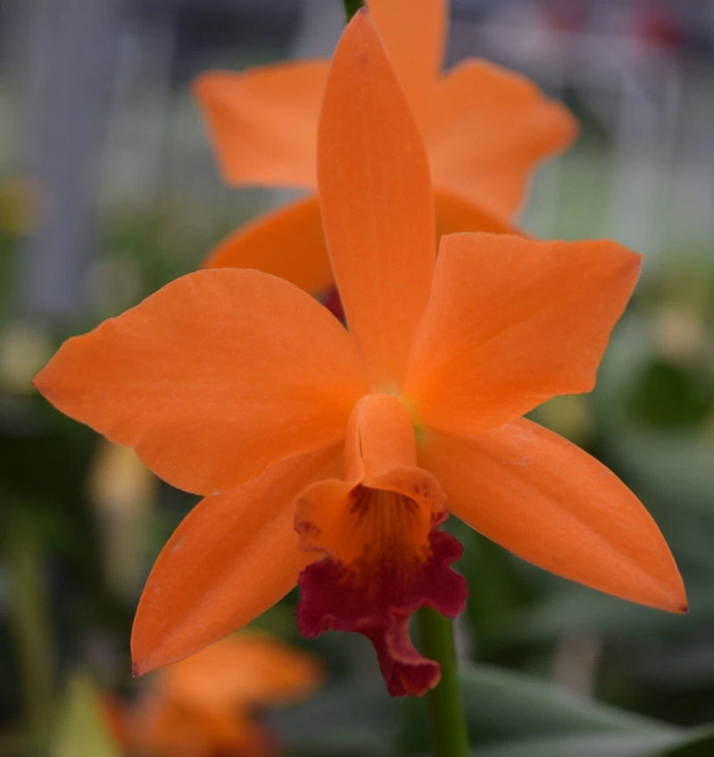 Bright orange Cattleya orchid flower with maroon center