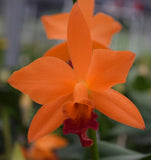 Pot. Love Passion 'Island Romance' Cattleya Orchid Plant Blooming Size 4Ó BRIGHT Orchids