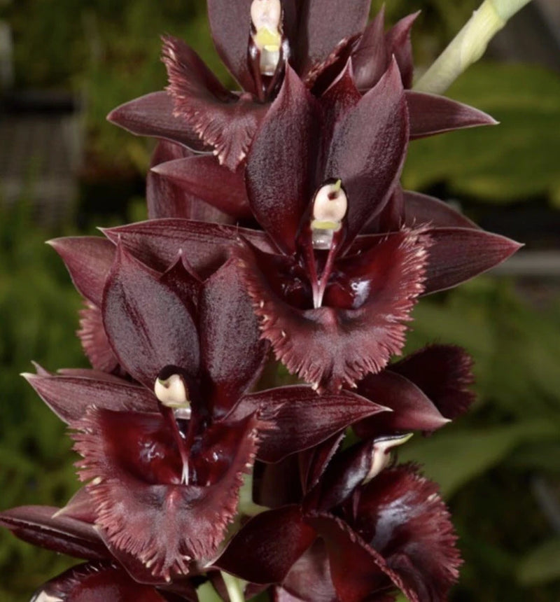 Dark burgundy Catasetum orchid flowers with cream centers and ruffled petals