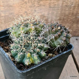 D5685 GYMNOCALYCIUM BALDIANUM VARIEGATED pot10-H6-W11 cm MaMa Cactus Green Plant