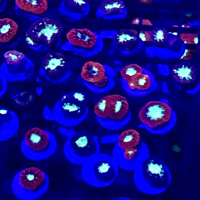 Gorgeous Australian BLASTOMUSSA Coral Frag From This WYSIWYG Variety Anemone