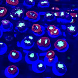 Gorgeous Australian BLASTOMUSSA Coral Frag From This WYSIWYG Variety Anemone