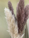 PAMPAS Dried flowers - Box of 10 ROSE GOLD (36Ó) pampas grass stems Pampas Grass