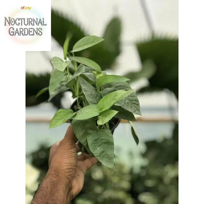 Live pothos plant with bright green leaves held in a hand