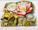 WATER LILIES Vtg. Botanical Illustration Fine Art Giclee High Res 8x10 Print Lily