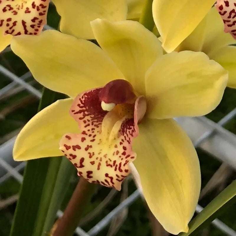 Yellow cymbidium orchid bloom with maroon speckled lip