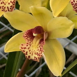 Cymbidium Barrita Unruly 'Grellow 2 spk'. 5" Pot Orchids