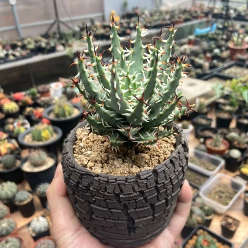 5CM Succulent Aloe Plant Aloe Erinacea Liliaceae Home Garden Beautiful Plant Garden Plants