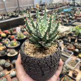 5CM Succulent Aloe Plant Aloe Erinacea Liliaceae Home Garden Beautiful Plant Garden Plants