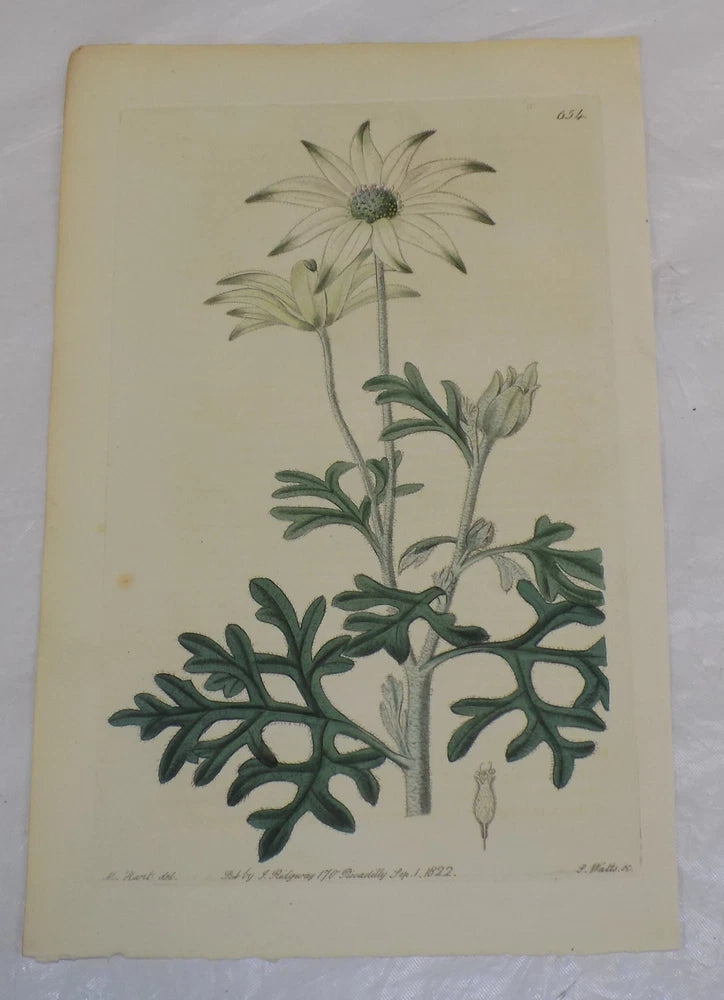 Floral botanical print on light background with pale blue flower and green leaves