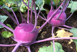 PURPLE VIENNA KOHLRABI 500 SEEDS NON-GMO FRESH FOR GARDENS Garden Plants