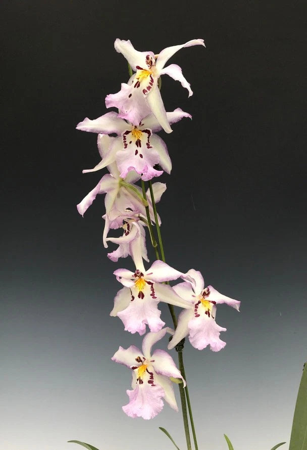 (746) Bllra Ysabella 'Lunar Eclipse'   BS Orchids