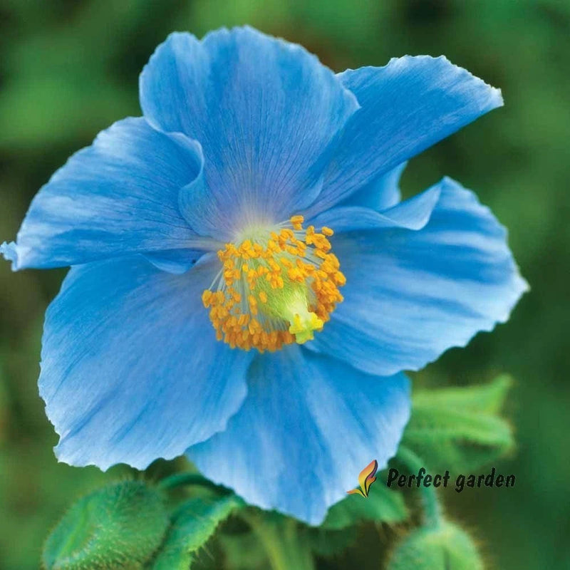 100 Seeds Meconopsis Blue Himalayas Perennial Flowering Garden Plants Welsh Popp Flowering Plants