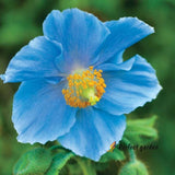 100 Seeds Meconopsis Blue Himalayas Perennial Flowering Garden Plants Welsh Popp Flowering Plants