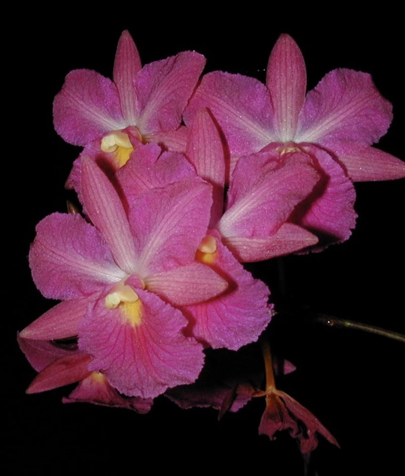 Pink orchid cluster with yellow centers and layered, pointed petals