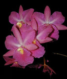 Broughtonia sanguinea Orchids