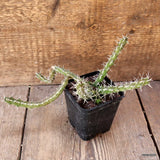 D4693 EUPHORBIA MARSABITENSIS pot8-H11-W21 cm MaMa Cactus Green Plant