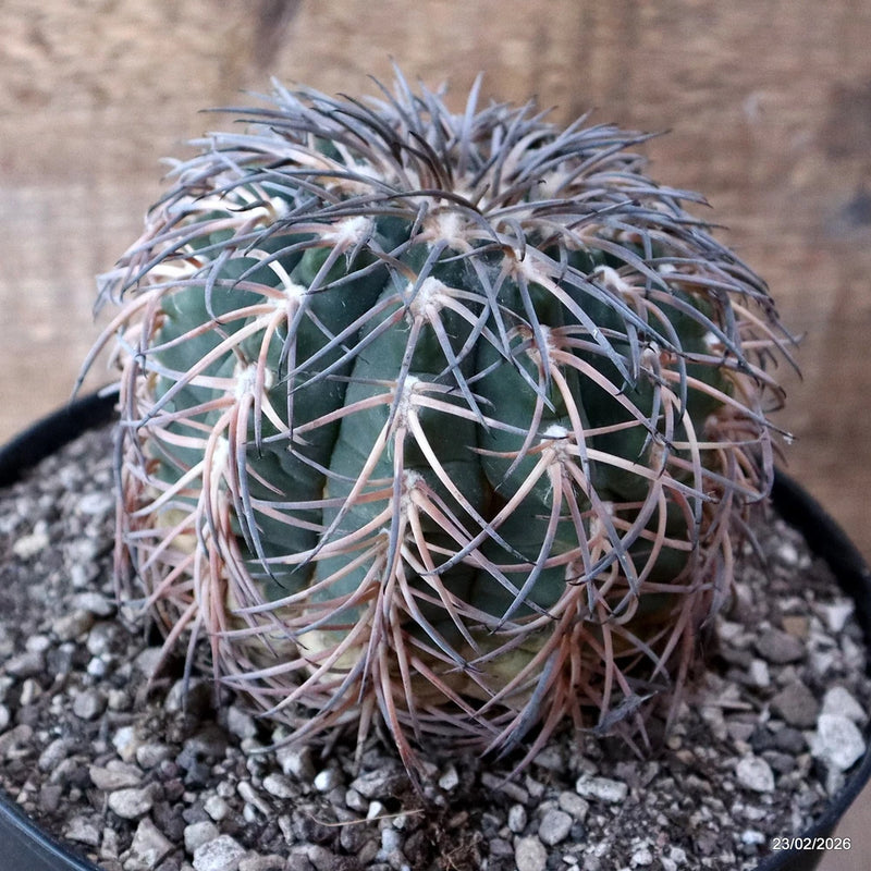 D7838 GYMNOCALYCIUM SPEGAZZINII V. PUNILLENSE pot18-H11-W11 cm MaMa Cactus Green Plant