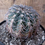 D7838 GYMNOCALYCIUM SPEGAZZINII V. PUNILLENSE pot18-H11-W11 cm MaMa Cactus Green Plant