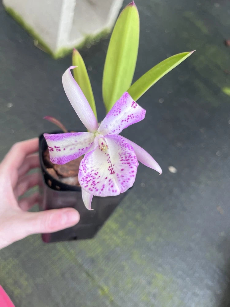 Potted orchid with white petals and purple speckles, green leaves