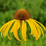 100 YELLOW CONEFLOWER Seeds (Echinacea paradoxa) Perennial Herb Garden Plant Garden Plants