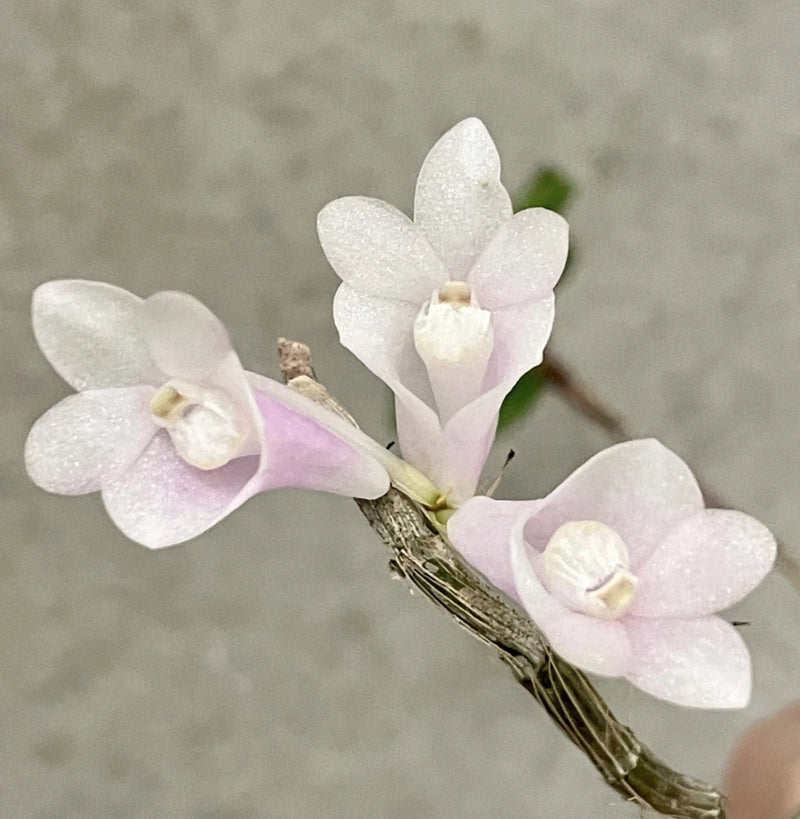 Pastel orchid blossoms on stems with white and light pink petals
