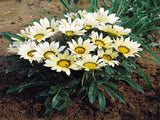 50 Gazania Seeds Mini Star White Gazania Seeds Garden Starts Nursery Garden Plants