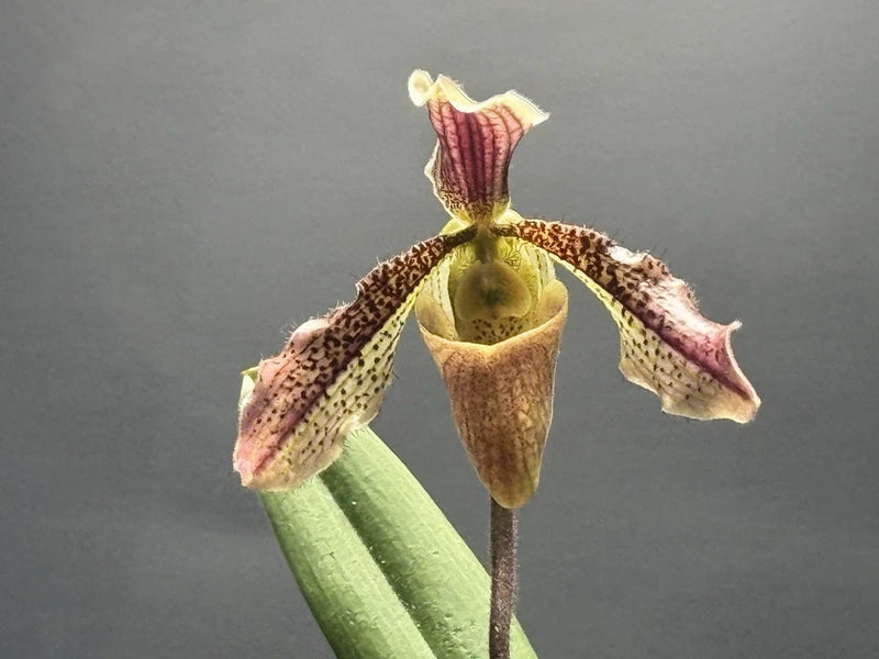 Blooming orchid plant with yellow pouch and burgundy speckled petals, Size #4