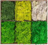 6 Colors Preserved Moss-16.9 OZ Natural Reindeer Moss-Moss for Crafts, Potted Pl Green Plant