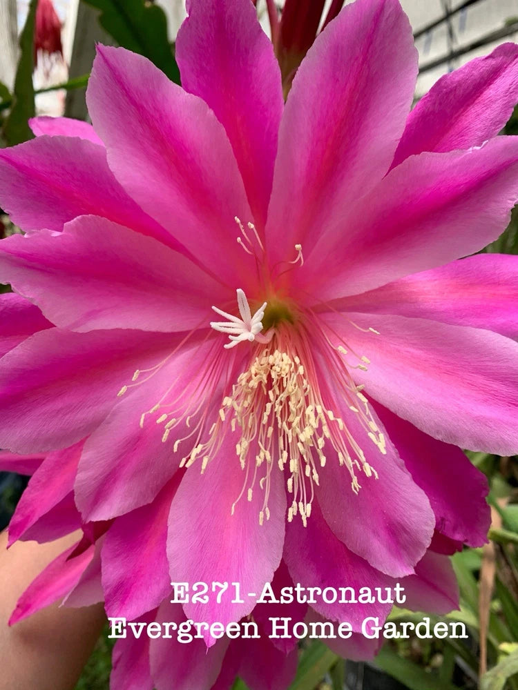 Orchid cactus bloom with bright pink petals and golden stamens in small pot