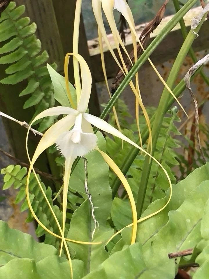 Fragrant Brassavola culcullata orchid flowers with cream-white petals and green foliage