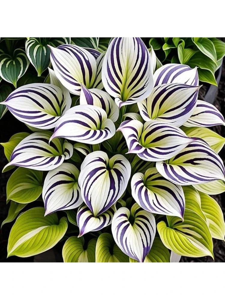 Free Home Delivery 200 Calla Lily Seeds, Calla Lily, Foliar Plants Lily