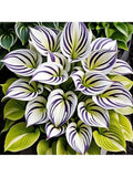 Free Home Delivery 200 Calla Lily Seeds, Calla Lily, Foliar Plants Lily