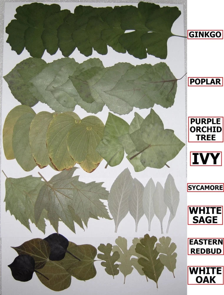 50 PCS Pressed Flat Dried Leaves Ginkgo Poplar Sage Sycamore Ivy Oak Redbud Dried Flower