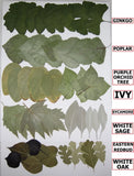 50 PCS Pressed Flat Dried Leaves Ginkgo Poplar Sage Sycamore Ivy Oak Redbud Dried Flower