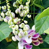 20+ Corkscrew Vine Flower Seeds for Planting Outdoors Garden-Perennial Snail Vin Garden Plants
