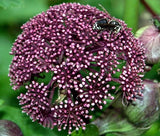 ANGELICA KOREAN Angelica Gigas - 20 Bulk Seeds Garden Plants