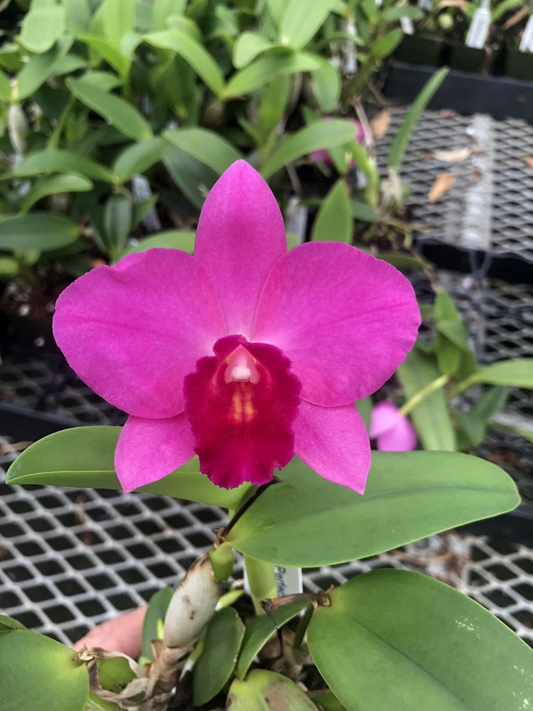 Magenta Cattleya orchid bloom on green leaves, prominent ruffled lip