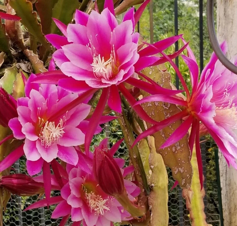 Epiphyllum orchid cactus cutting with bright pink flowers