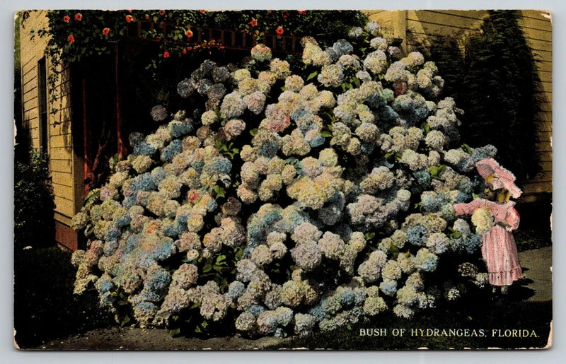 Florida Hydrangeas Little Girl in Pink Picking Flowers FL c1910 Postcard Hydrangea