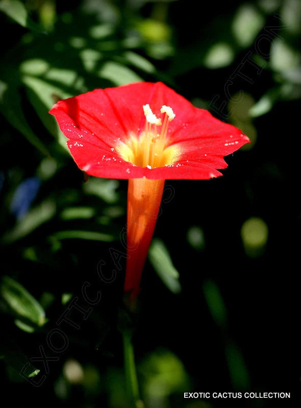 IPOMOEA MULTIFIDA cardinal climber morning glory flowering exotic seed 20 seeds Orchids