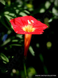 IPOMOEA MULTIFIDA cardinal climber morning glory flowering exotic seed 20 seeds Orchids