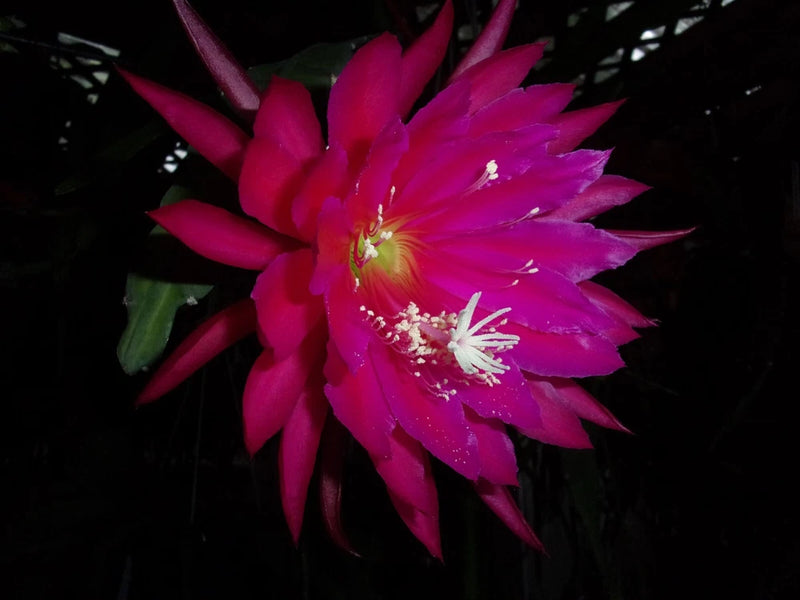 Epiphyllum cutting orchid with fuchsia, magenta star-like blooms