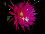 Epiphyllum " KIWI STARGAZER" Cutting Orchids