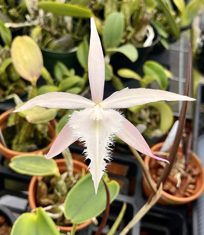 (Rcv David Sander) Rcv Digbyana X Brassovalia Appendiculata (cucullata) 4Ó Pot Orchids