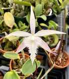 (Rcv David Sander) Rcv Digbyana X Brassovalia Appendiculata (cucullata) 4Ó Pot Orchids